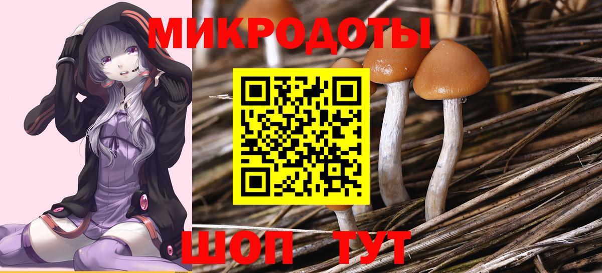 Галлюциногенные грибы Psilocybine cubensis Бийск